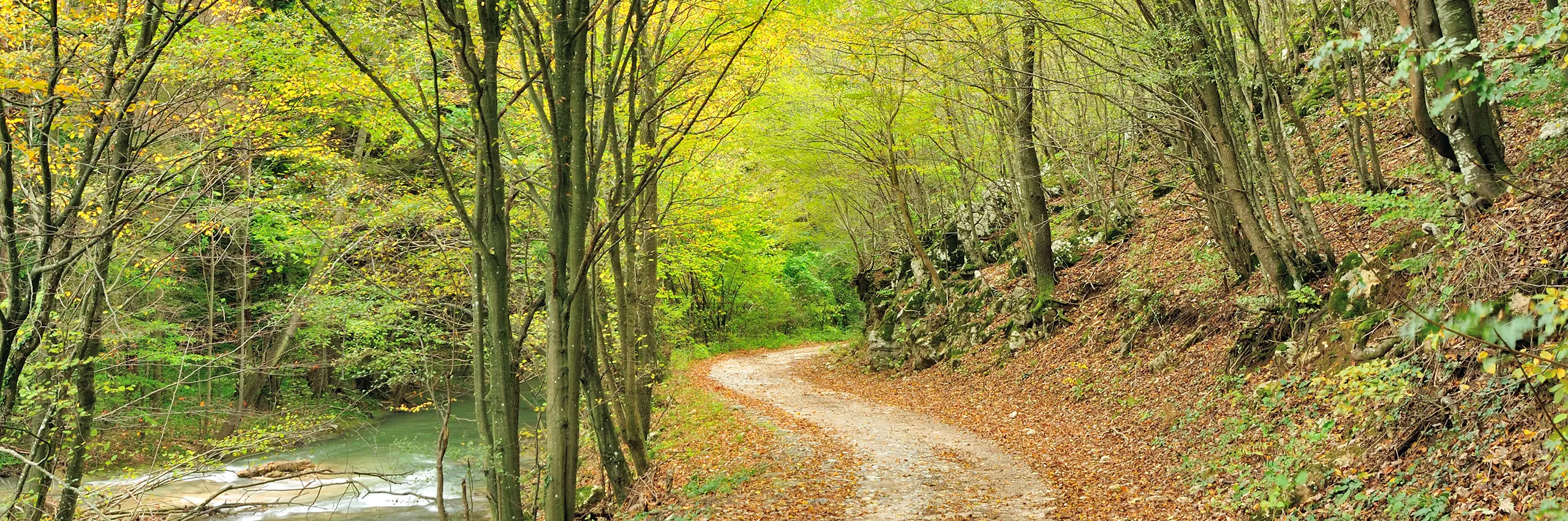 New Forest Web Designers - preWeb Design